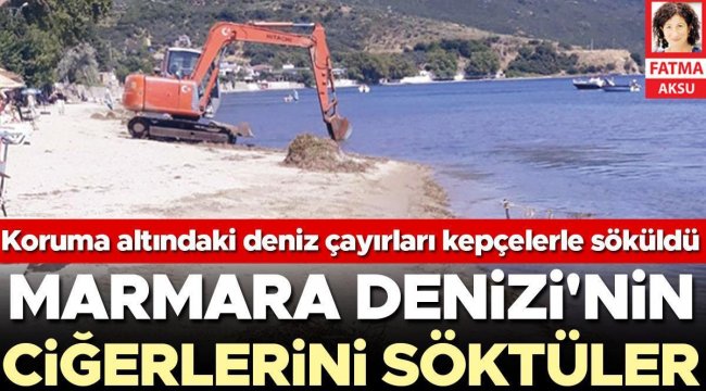 Marmara Denizi'nde deniz çayırı katliamı